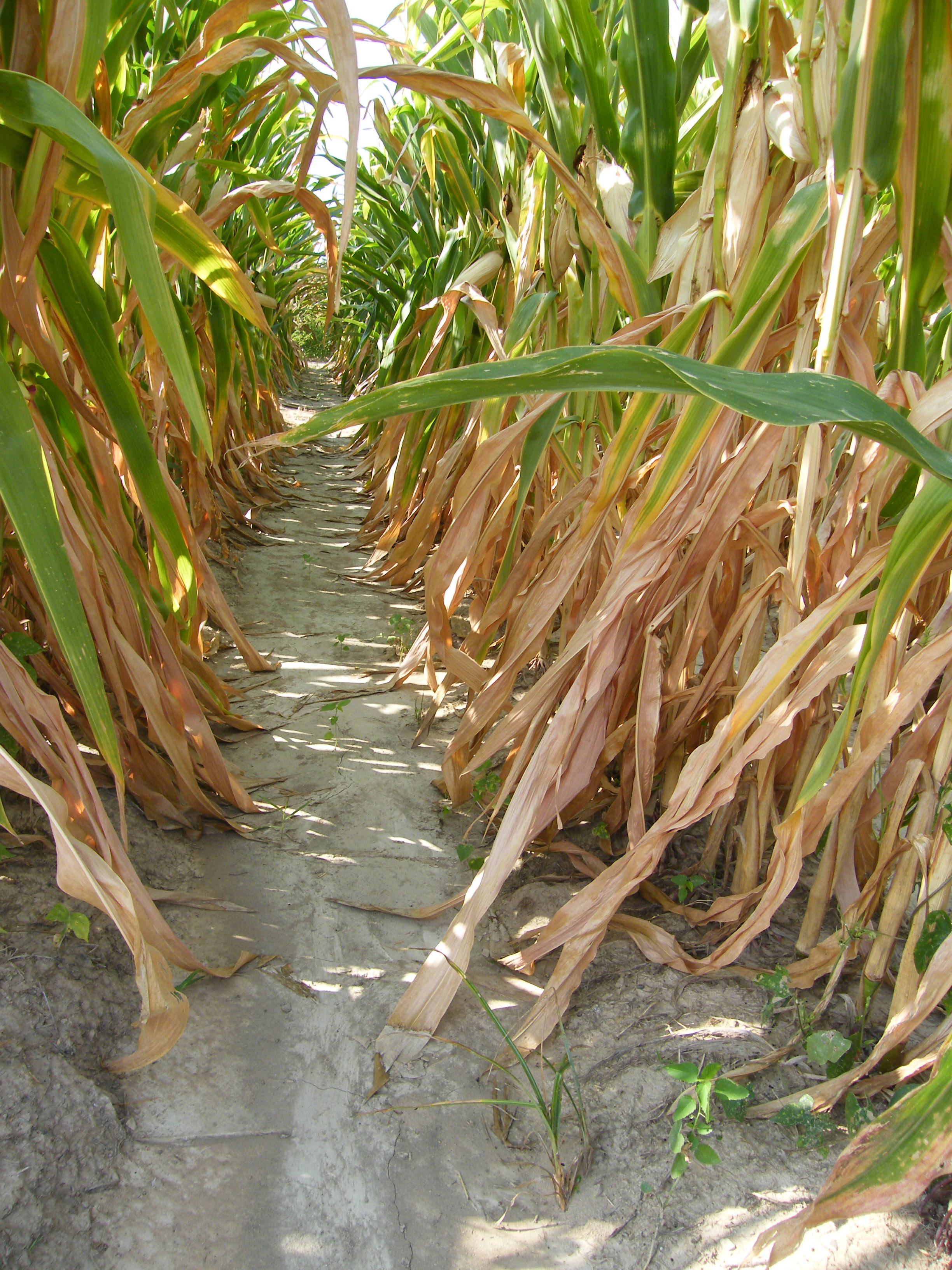 potassium deficiency Figure 4jpg